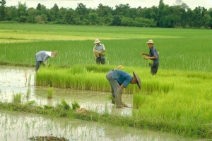 Китай рисовые_поля